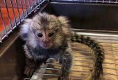Adorable marmoset monkeys