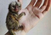 Adorable marmoset monkeys