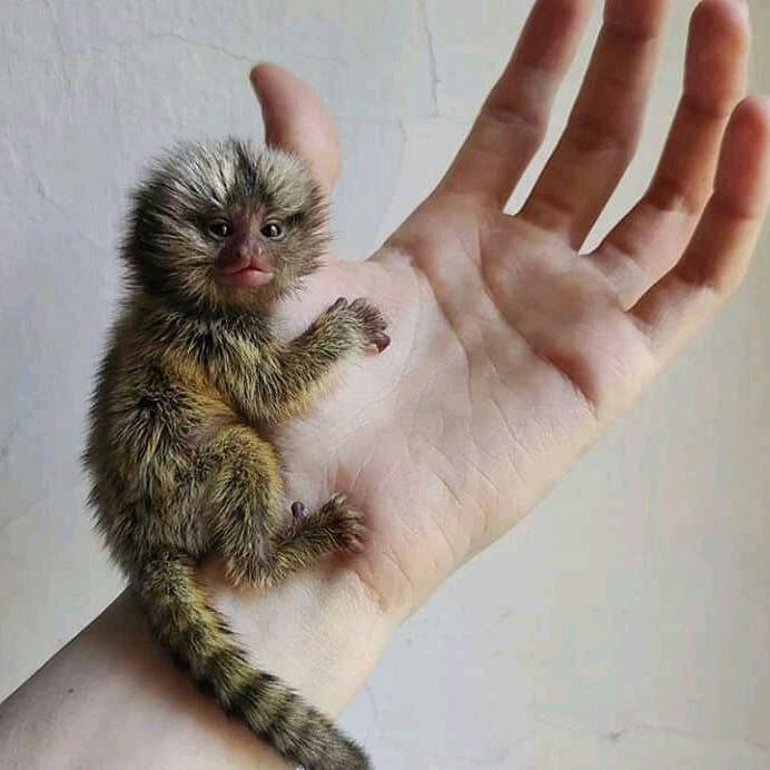 Adorable marmoset monkeys