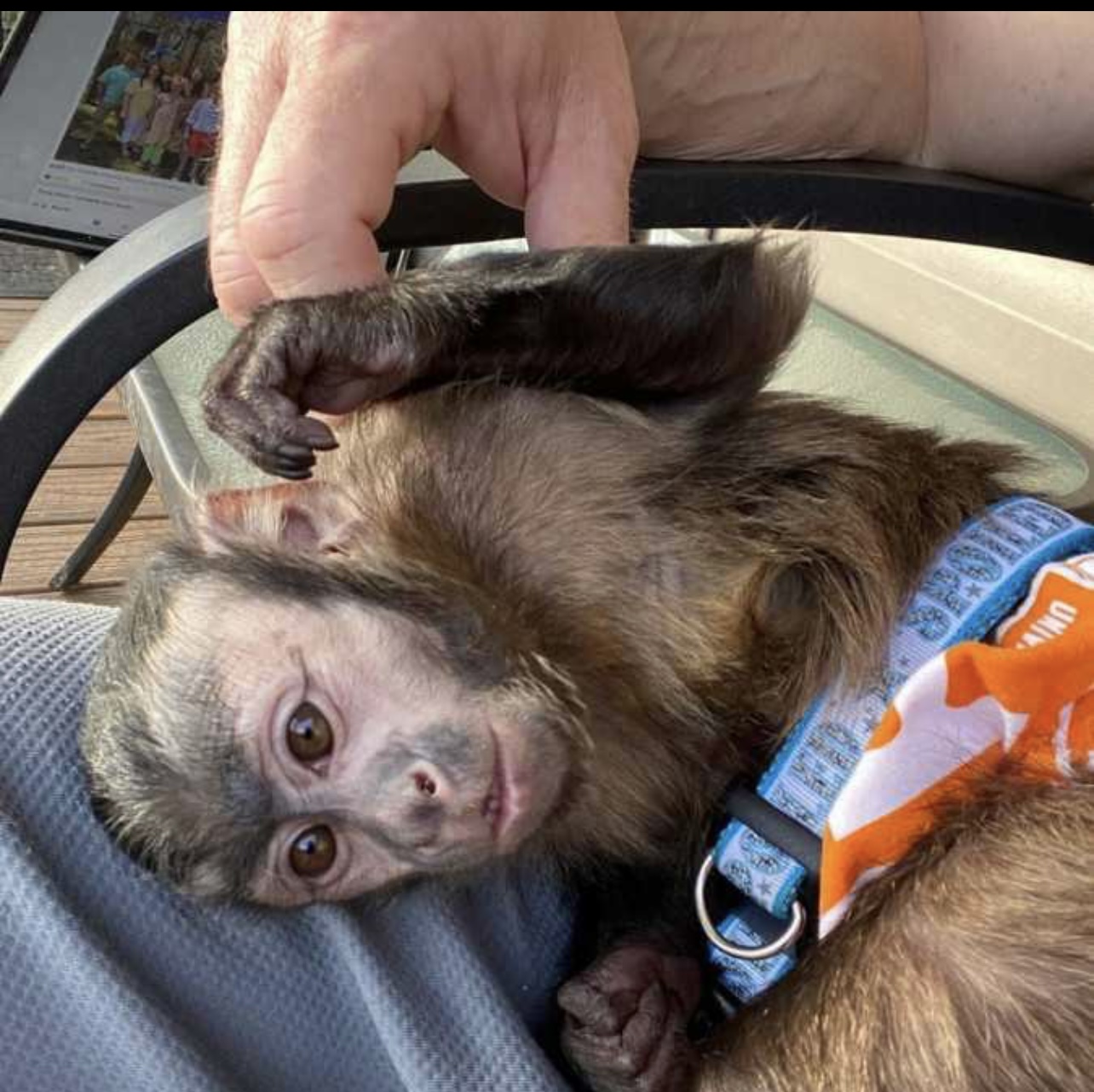 Sweet capuchin babies