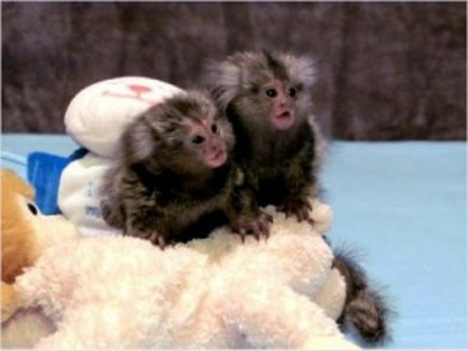 Marmoset Monkeys Friendly