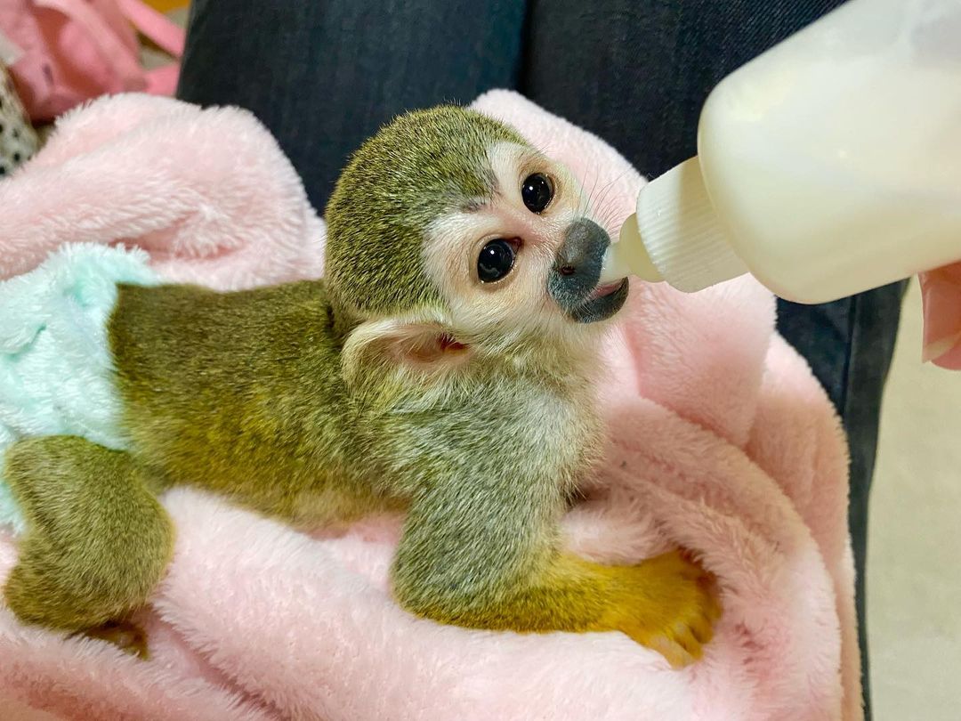 Friendly Home Trained Squirrel Monkeys For Sale