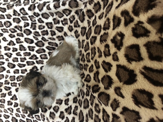 Beautiful Kc Shih Tzu Puppies