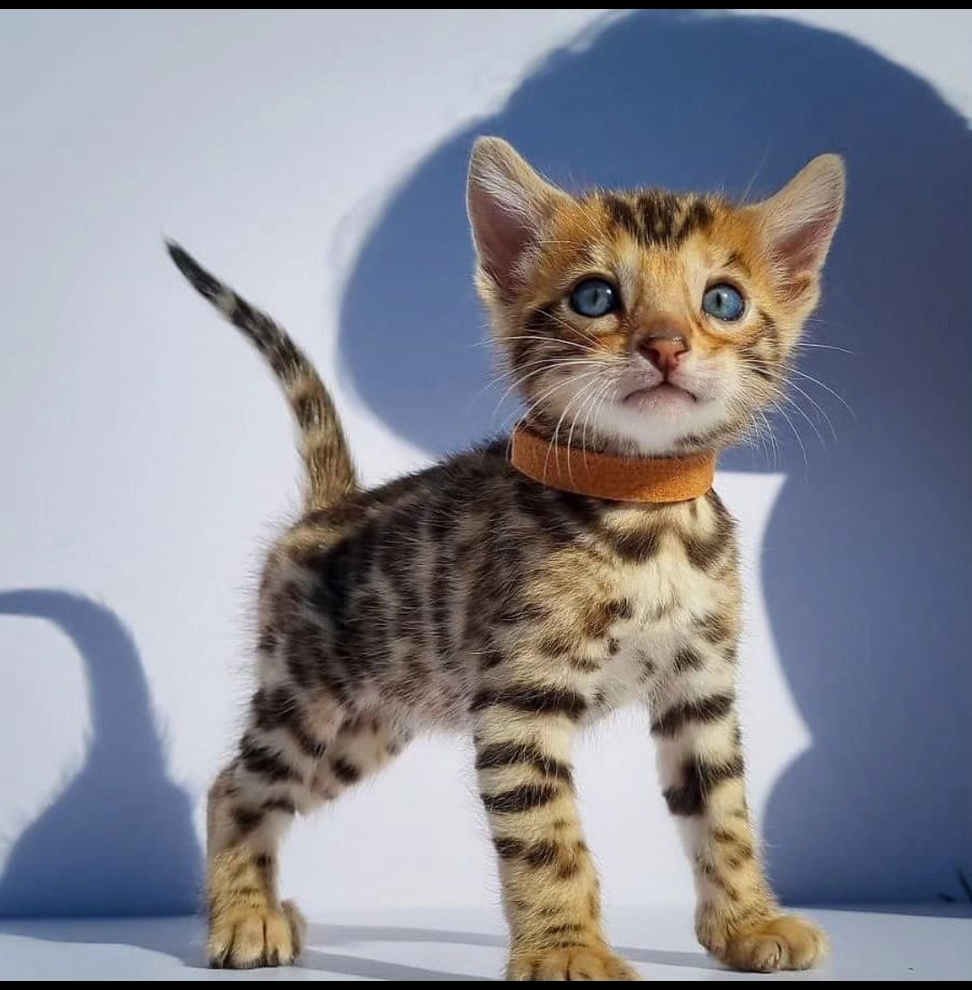 cute and affordable bengal / savannah & british shorthair kittens for sale