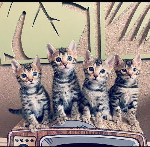 cute and affordable bengal / savannah & british shorthair kittens for sale