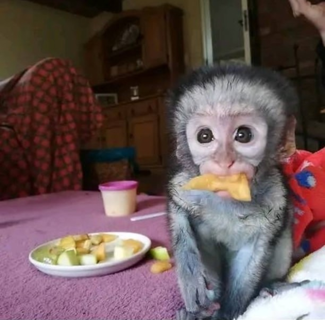 Marmoset Babies Available