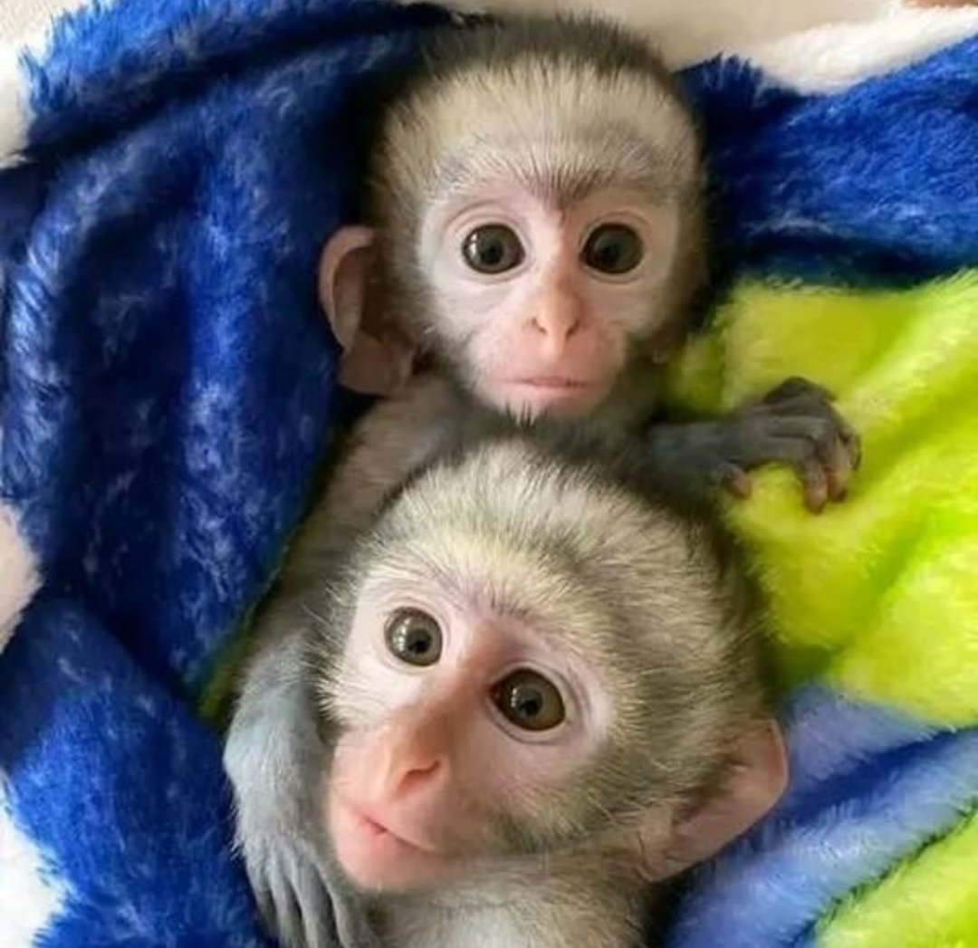 Marmoset Babies Available
