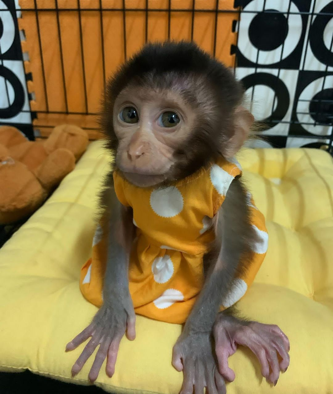 Capuchin Babies Ready To Go