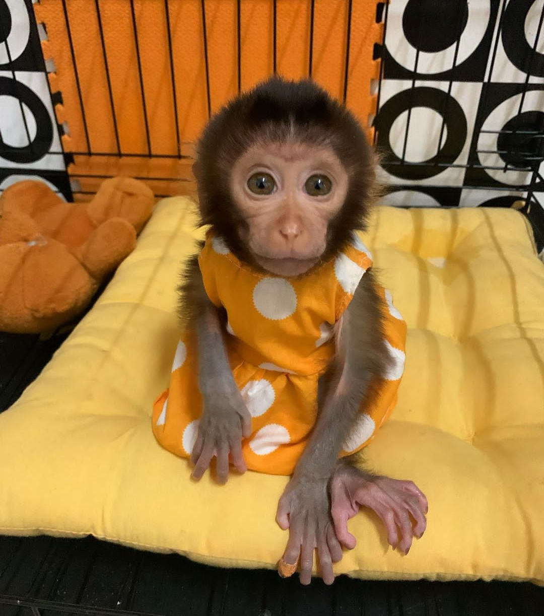 Capuchin Babies Ready To Go