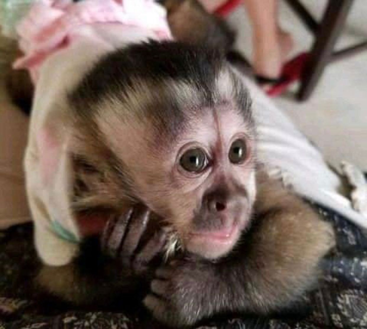 Home trained baby capuchin monkeys for Sale