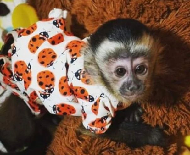 Capuchin Monkey ready for sale forever home
