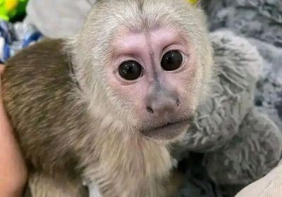 Quality Capuchin Monkeys For sale now