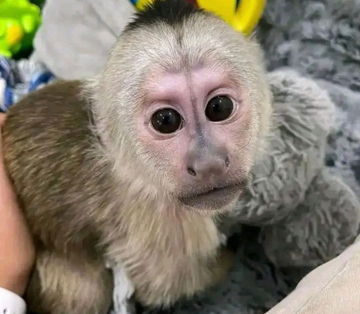 Quality Capuchin Monkeys For sale now
