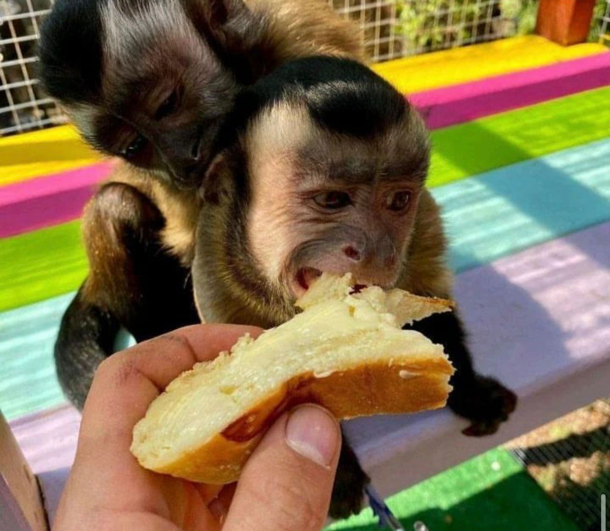 Playful Capuchin Monkey Babies Available for sale