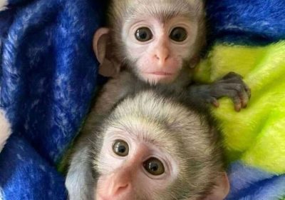 Female & Male Capuchin monkeys ready for sale