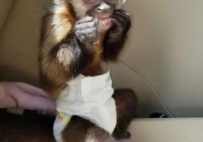 Male and female Marmoset capuchin monkeys available now