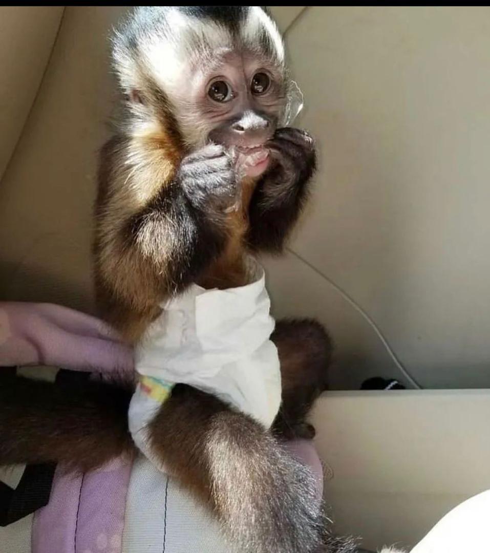 Male and female Marmoset capuchin monkeys available now