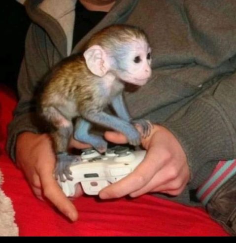 Baby capuchin monkey available for new home