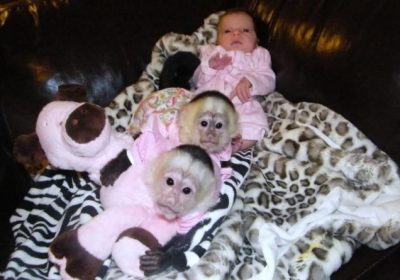 Capuchin Monkey For Rehoming