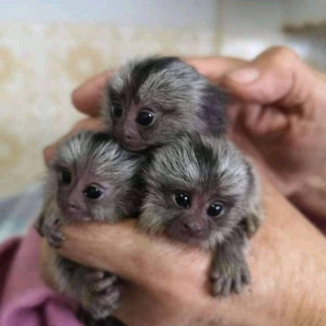 Adorable Marmoset Monkeys