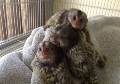 Potty Trained Marmoset Baby Monkeys For Adoption