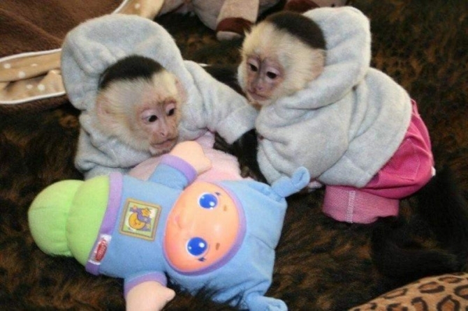 Banner pets4homesales.com Adorable And Sweet Capuchin Monkey