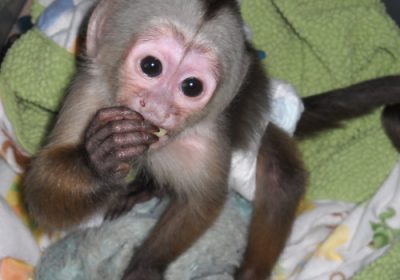 New found trained Capuchin monkeys