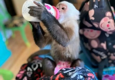 2 Adorable and Sweet Capuchin Monkey