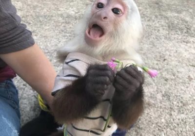 capuchins-monkey-1814231