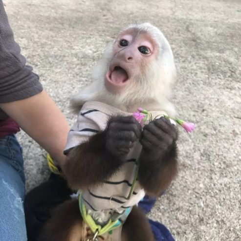 Marvelous Baby monkey for rehoming