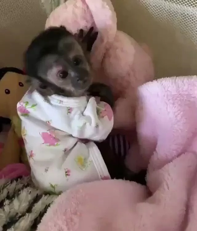 Beautiful Monkey Animals For Sale