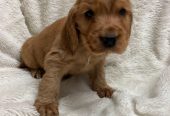 Cocker spaniel puppies looking for new homes