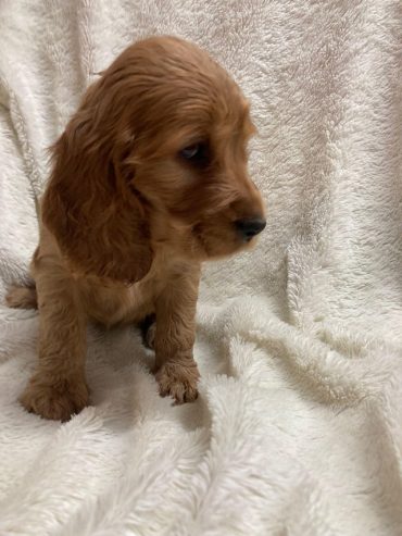 Cocker spaniel puppies looking for new homes