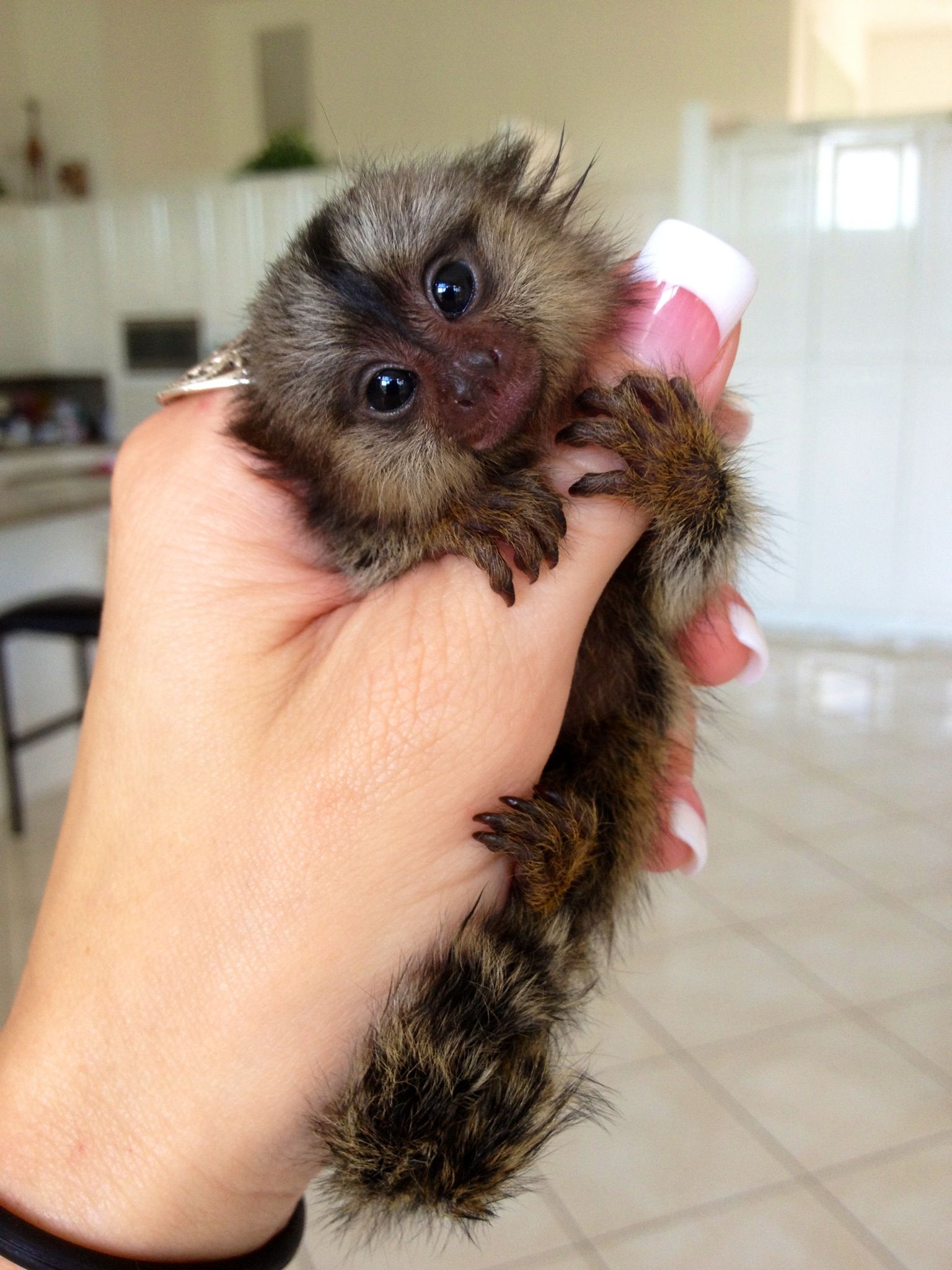 Hand Raised Pygmy Marmoset Monkey for Sale