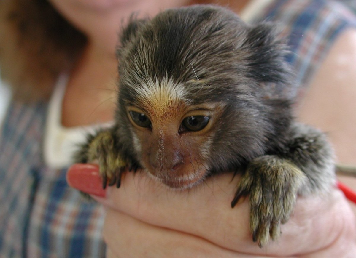 Hand Raised Pygmy Marmoset Monkey for Sale