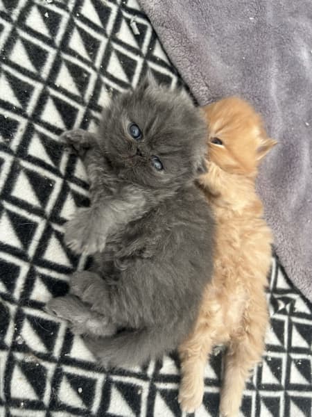 Ful Persian kittens Ready Now