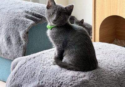 litter russian blue’s available