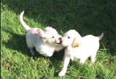 5 Generation Pedigree Golden Retrievers Puppies
