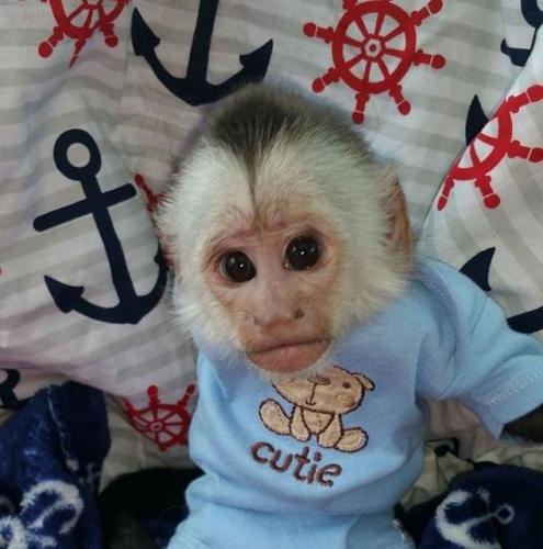Healthy Female White Face Capuchin Monkey For Sale