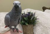 Baby African Grey Parrot Handreared Tame