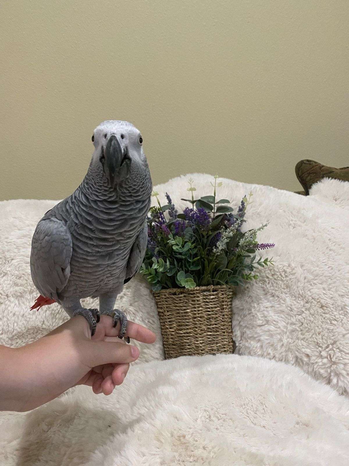 Baby African Grey Parrot Handreared Tame