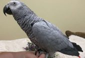 Baby African Grey Parrot Handreared Tame