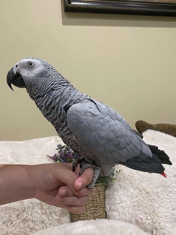 Baby African Grey Parrot Handreared Tame