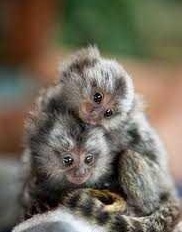 Amazing Marmoset Monkeys