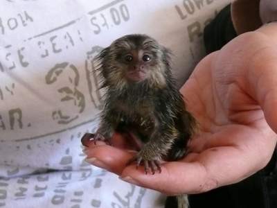 Amazing marmoset Monkeys for Sale