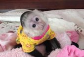 Legit Approved Diaper Trained Capuchin For Sale