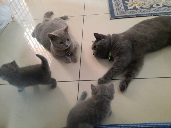 cute and affordable bengal / savannah & british shorthair kittens for sale