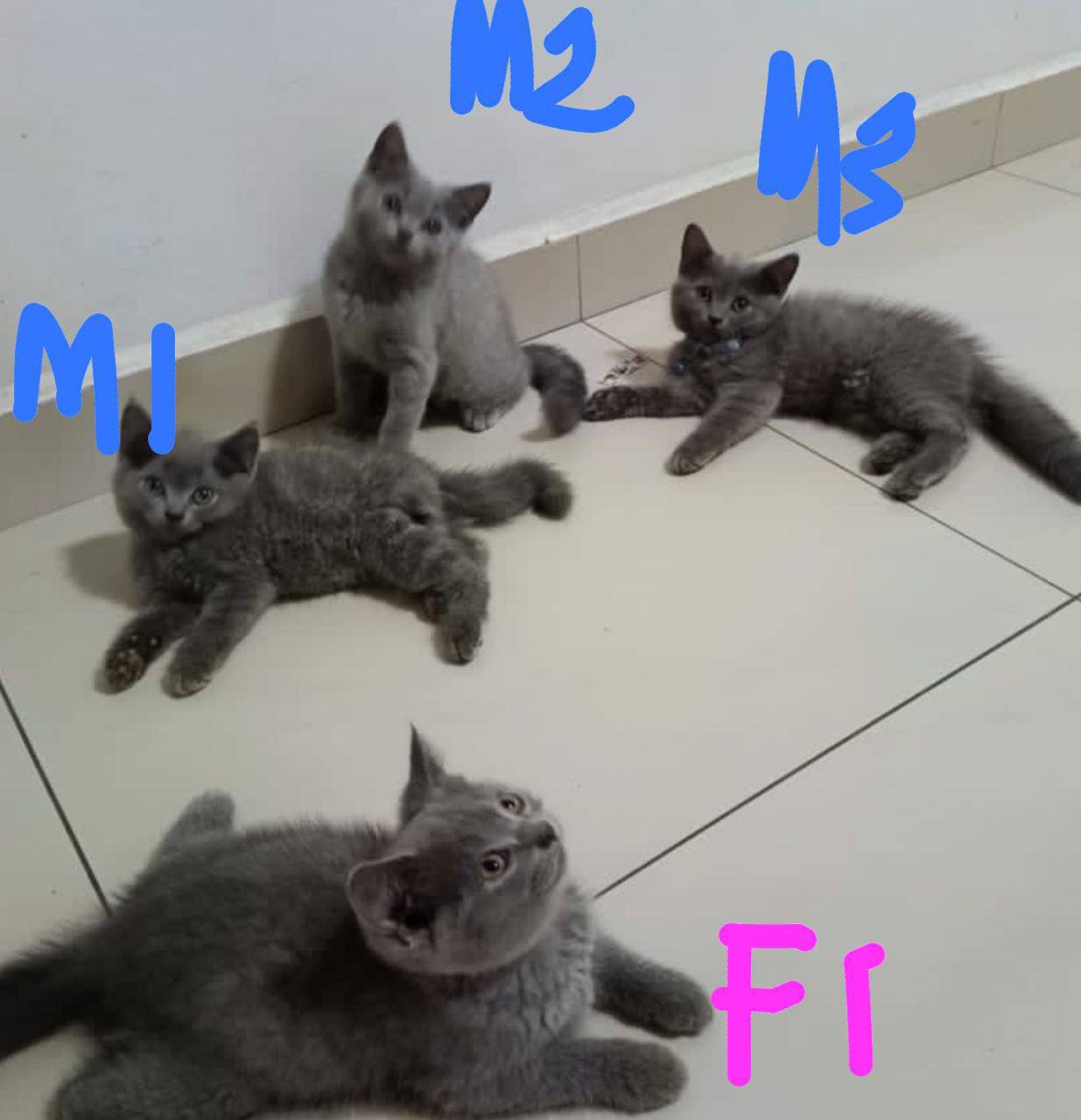 cute and affordable bengal / savannah & british shorthair kittens for sale