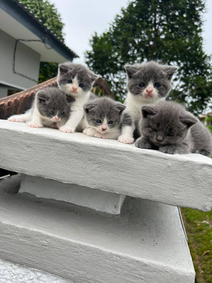 cute and affordable bengal / savannah & british shorthair kittens for sale