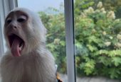 Tiny top capuchin monkey for sale very friendly with kids